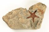 Ordovician Starfish (Petraster?) Fossil - Morocco #195872-1